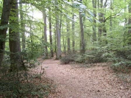 Foretdetroncais1