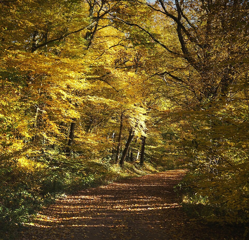 Arbres de la Futaie de Colbert en Forêt de Tronçais (03)