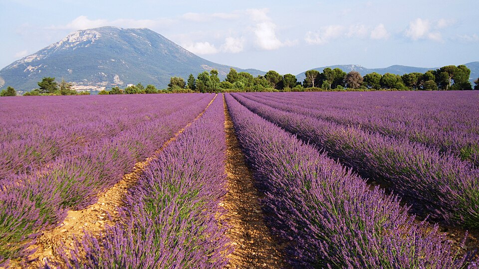 Lavender field — panoramio