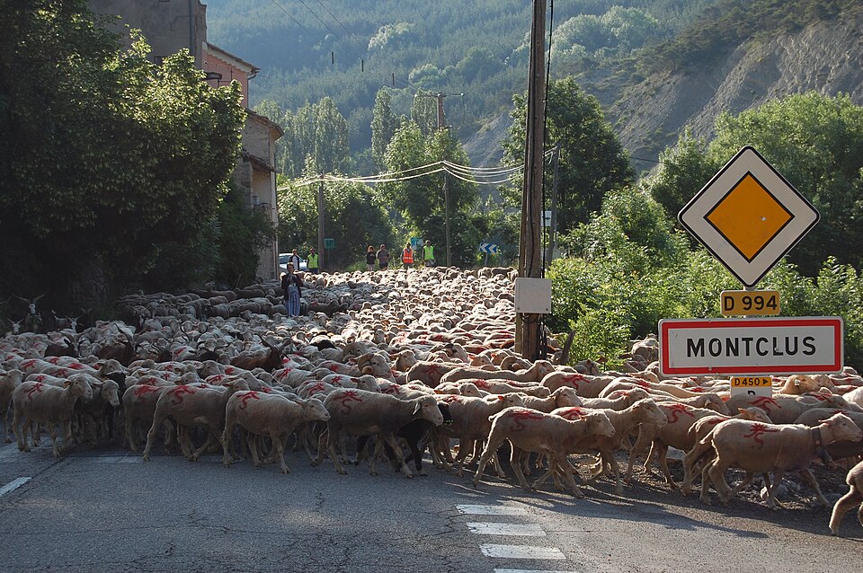 Transhumance