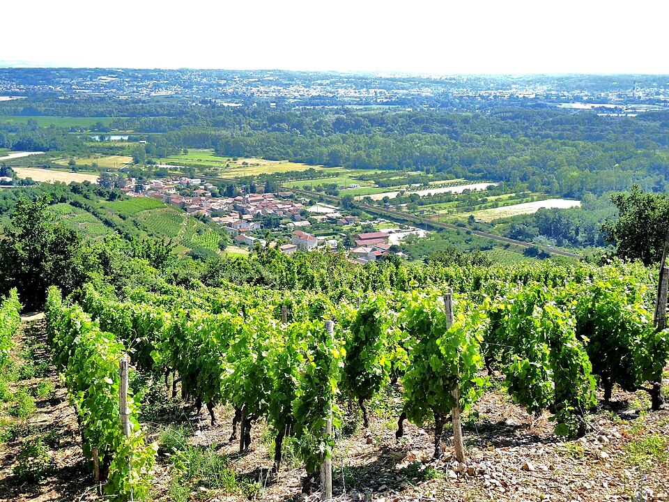 Limony vue générale vignes (2)