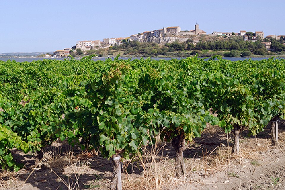Vignoble à Bages