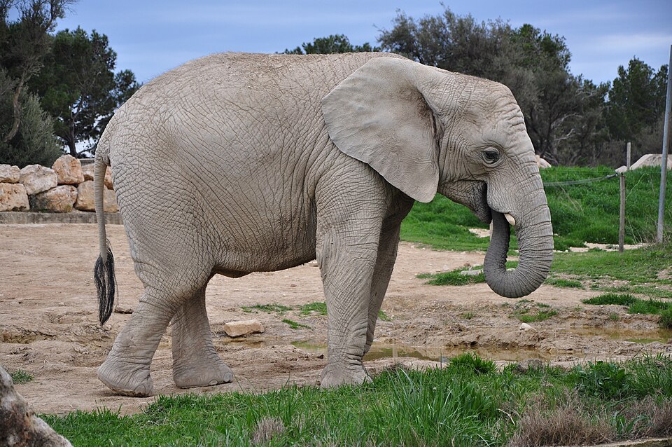 Elephant — Sigean