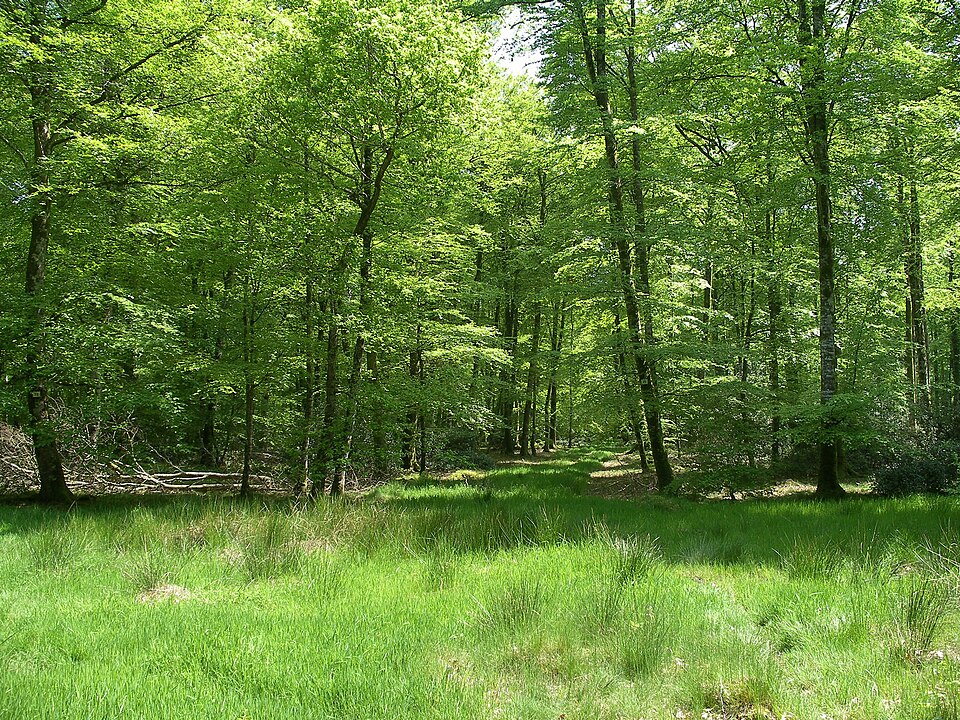 Foret de Cerisy