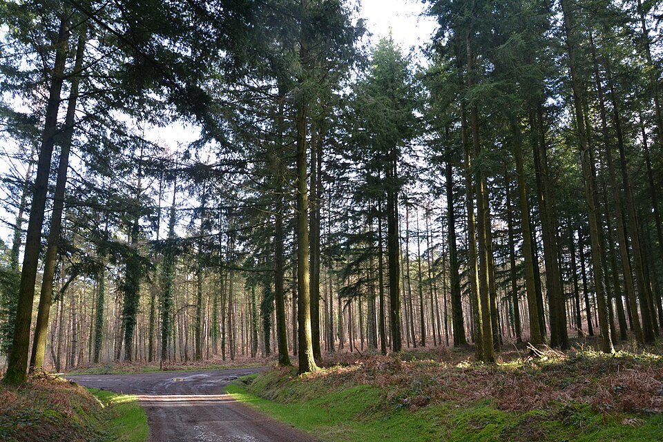 Forêt Maupuy