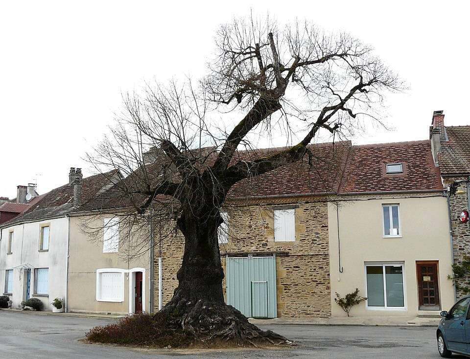 Angoisse arbre