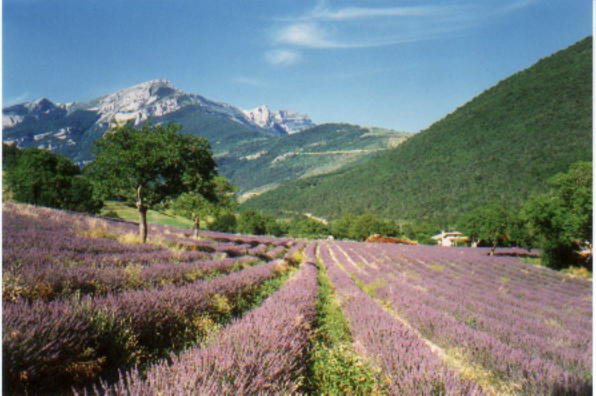 Dielavan
