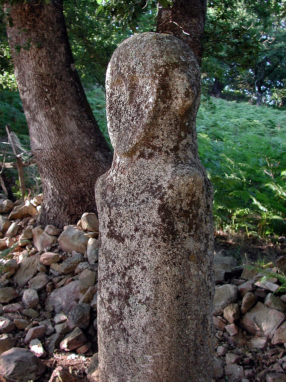 Tavera anthropomorphe