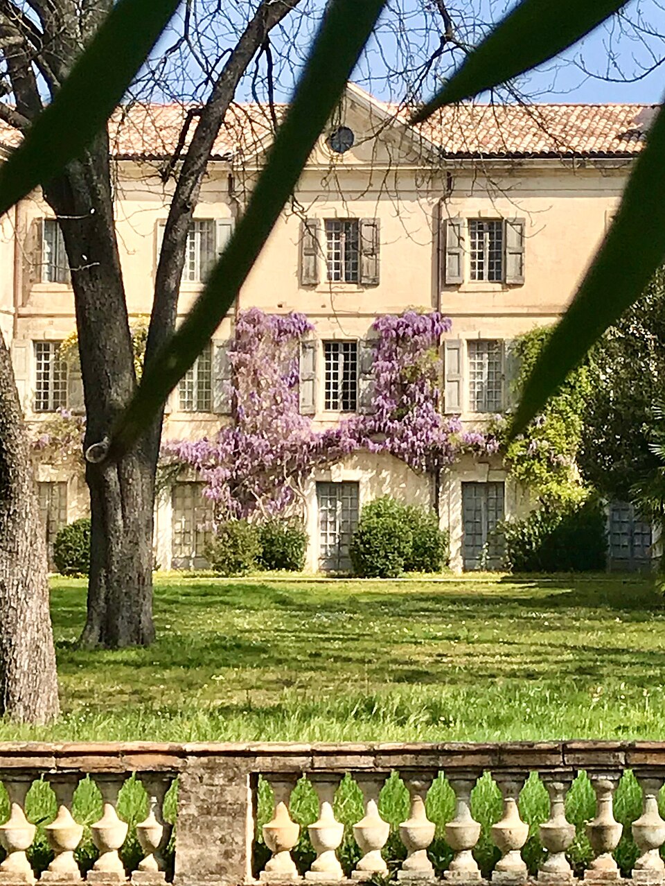 Façade Château de Lascours — Glycine (Photo PAC)