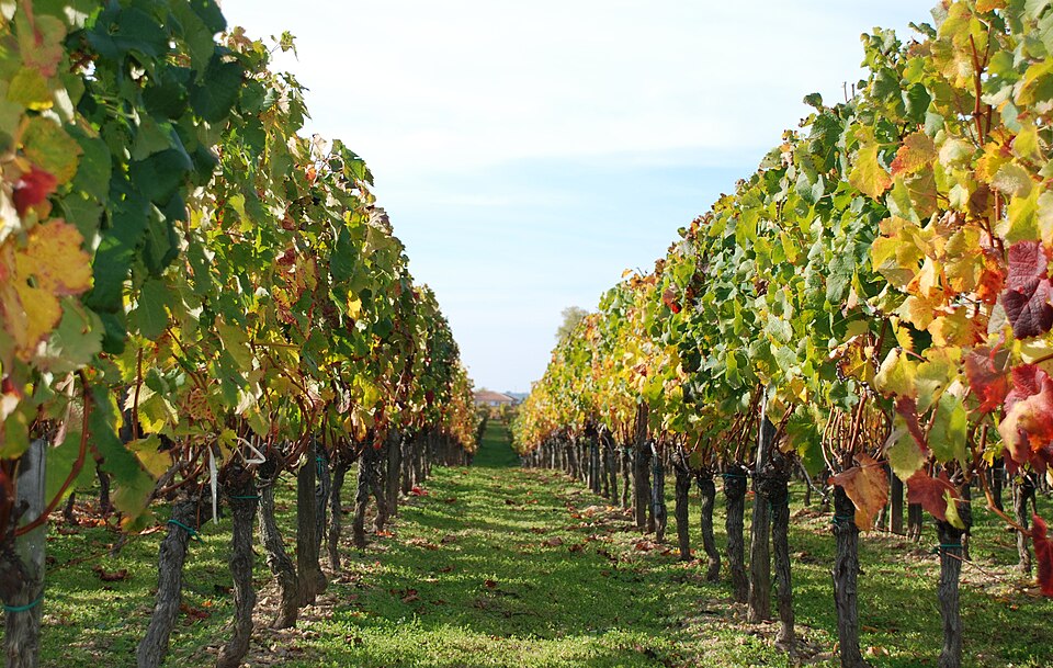 Vigne — Vignes en automne