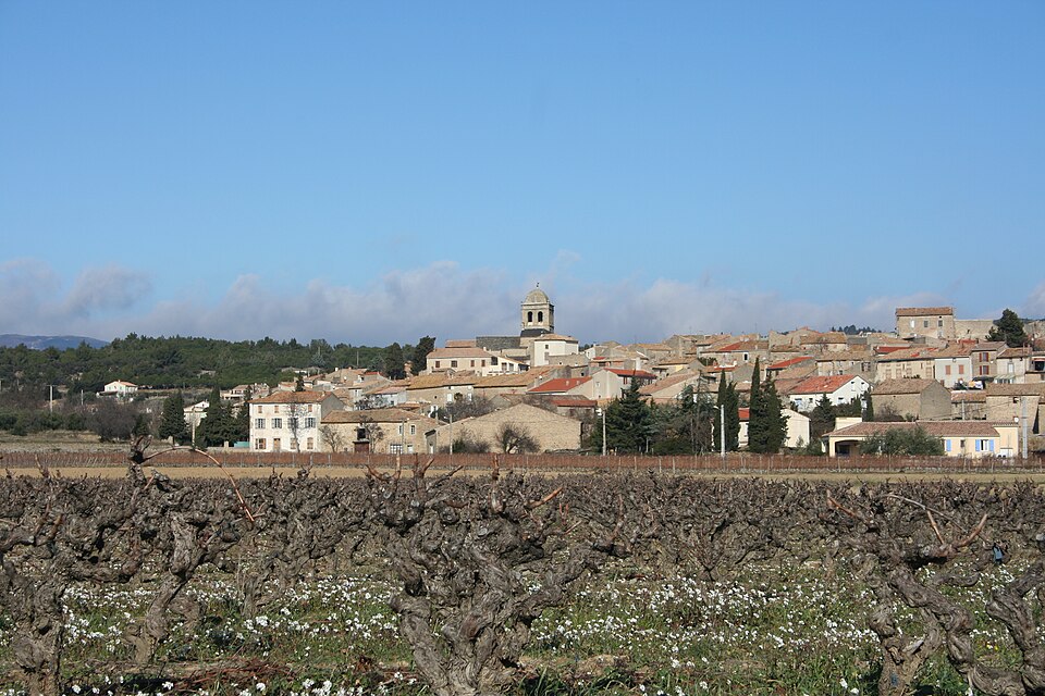 Goblet trained vines in La Laviniere, Minervois