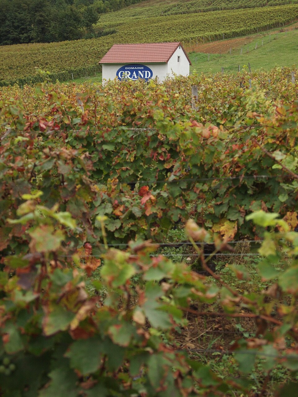 Bodegas Grand vineyard in Passenans, Jura, France