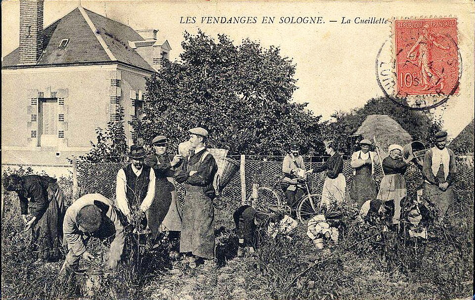 Vendanges à Cour — Cheverny 1905