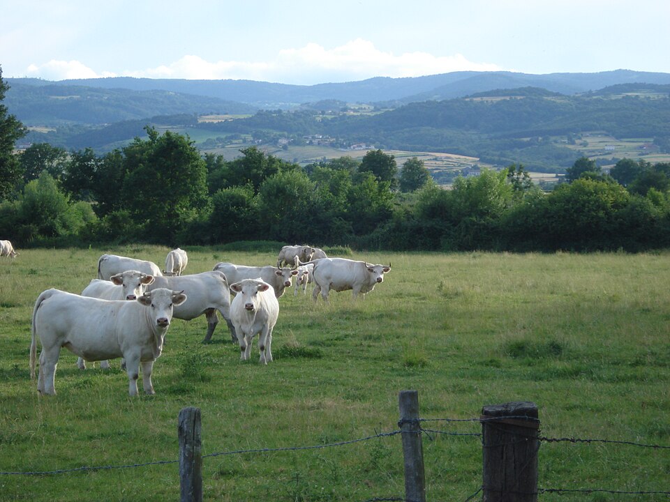 Paysage du Bas — Forez avec vaches à Chalain — d'Uzore