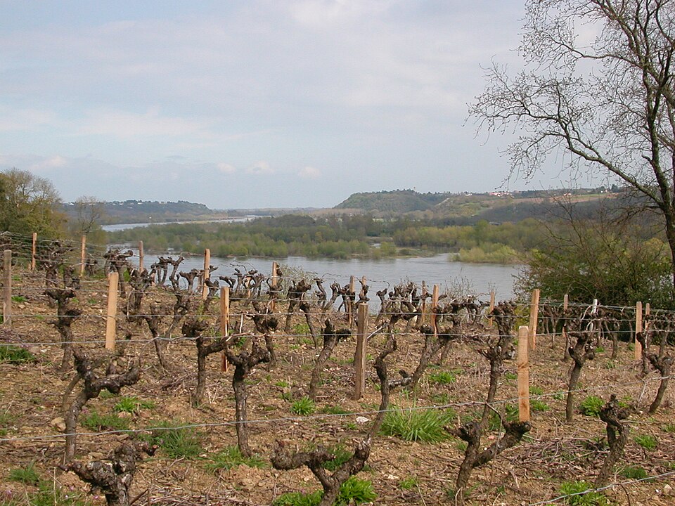 Le Cellier vignes