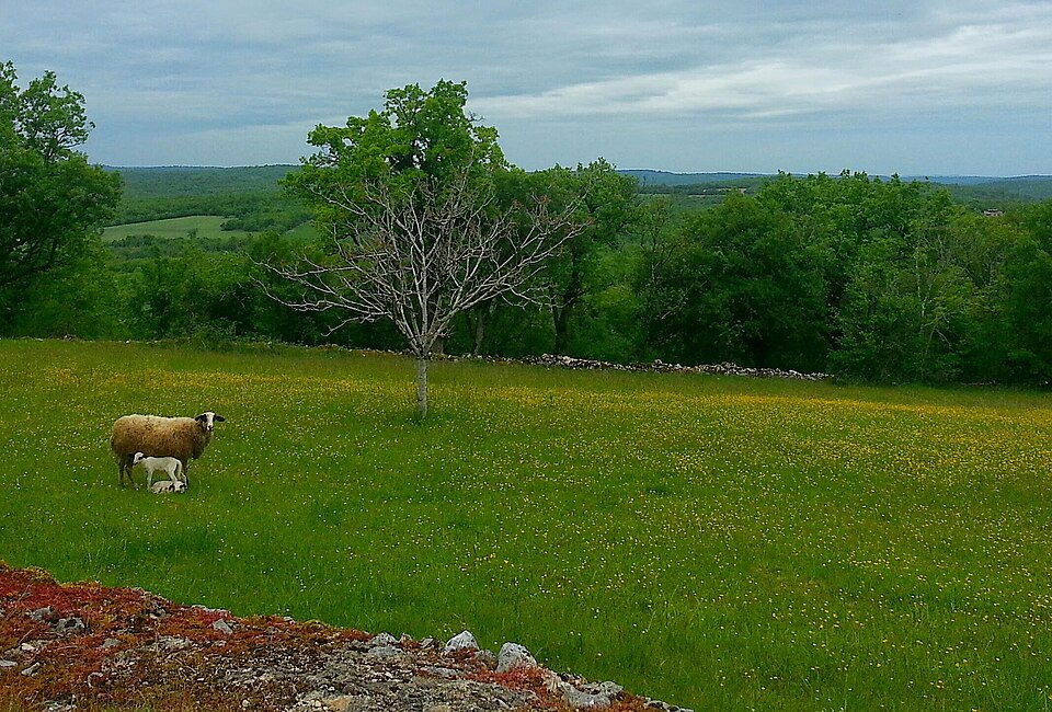 Paysage des Causses, vers Limogne — en — Quercy (46) — panoramio