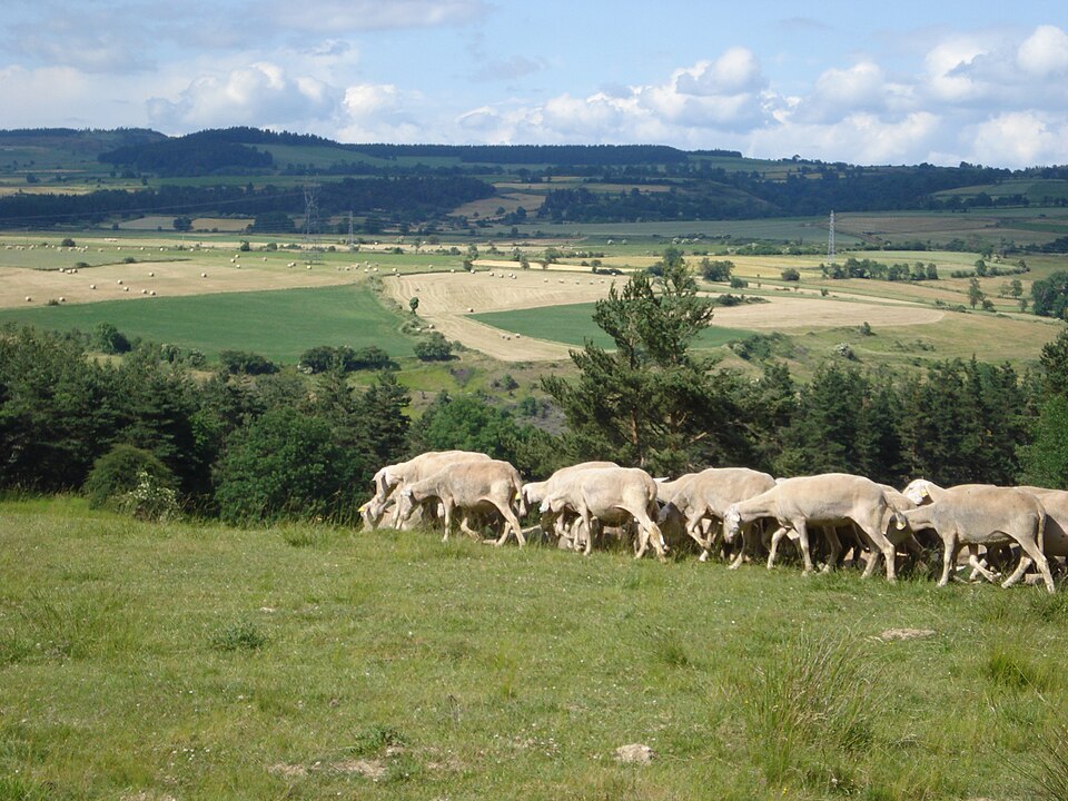 Fontanes (Lozère, Fr), moutons sur le haut plateau