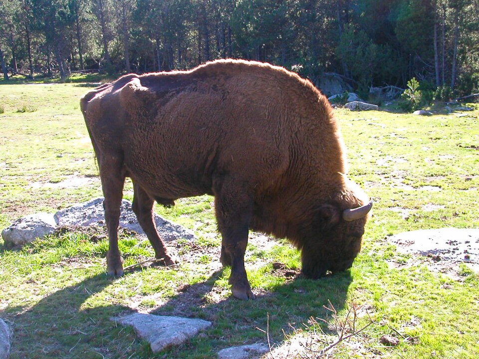 Bison d'Europe