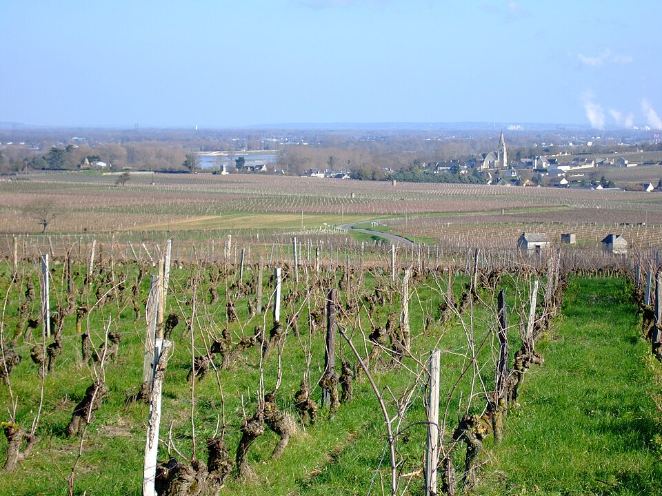 VignoblesEtLoireSouzay