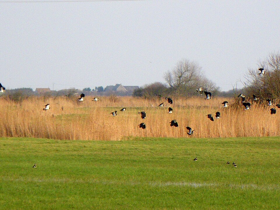 Vanneaux dans les marais