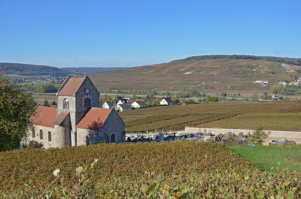 Vignoble — de — Champagne — à — Courthiézy — dans — la — vallée — de — la — Marne — DSC 0135