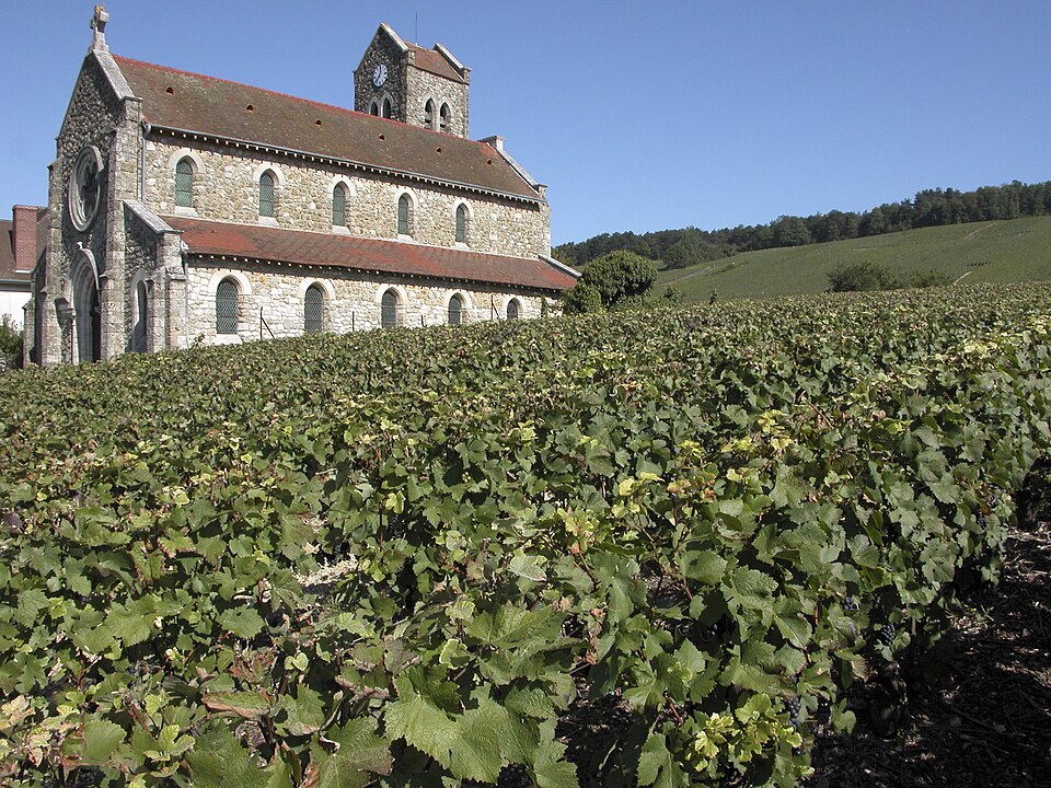 Vigne Pinot noir (Leuvrigny) Cl.J.Weber03 (23595252261)