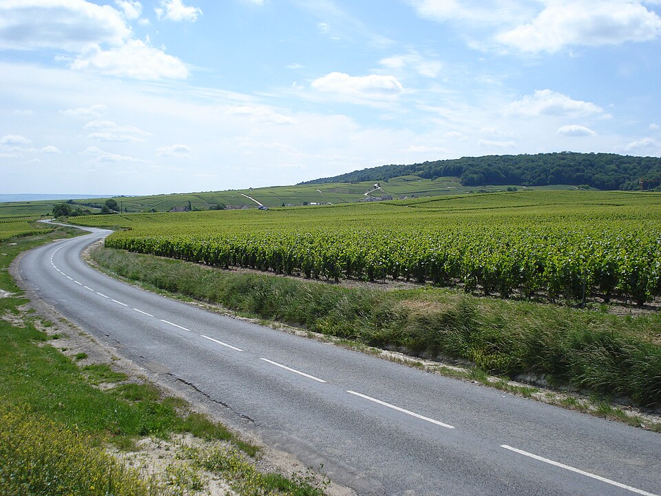 Trépail, vignes au pied de la Montagne de Reims