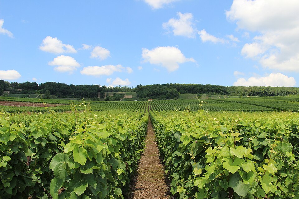 Vignoble10