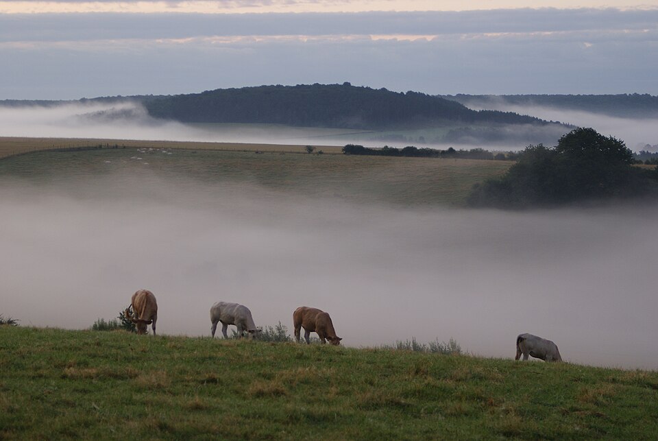 Misty landscape (2686129997)