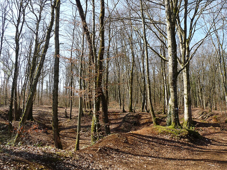 Montreuil — sur — Thonnance — Forêt communale (3)