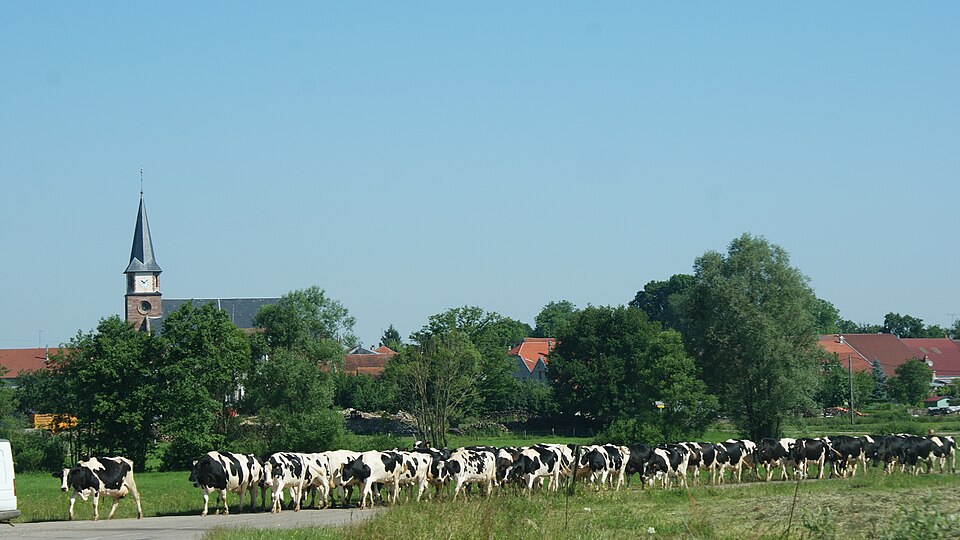 Ancerviller — Sortie des vaches
