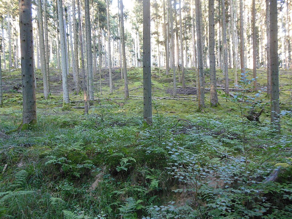 Forêt de Butten 01