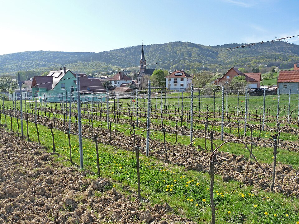 Cleebourg — Vignoble (4)