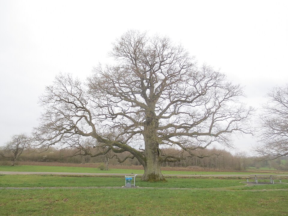 04 — 22 — Chêne à Rimsdorf — silhouette 001