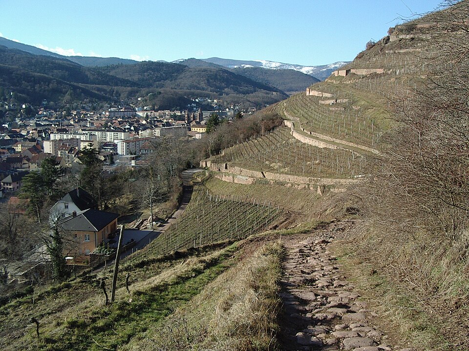 2008 02 02 Vignoble de Guebwiller