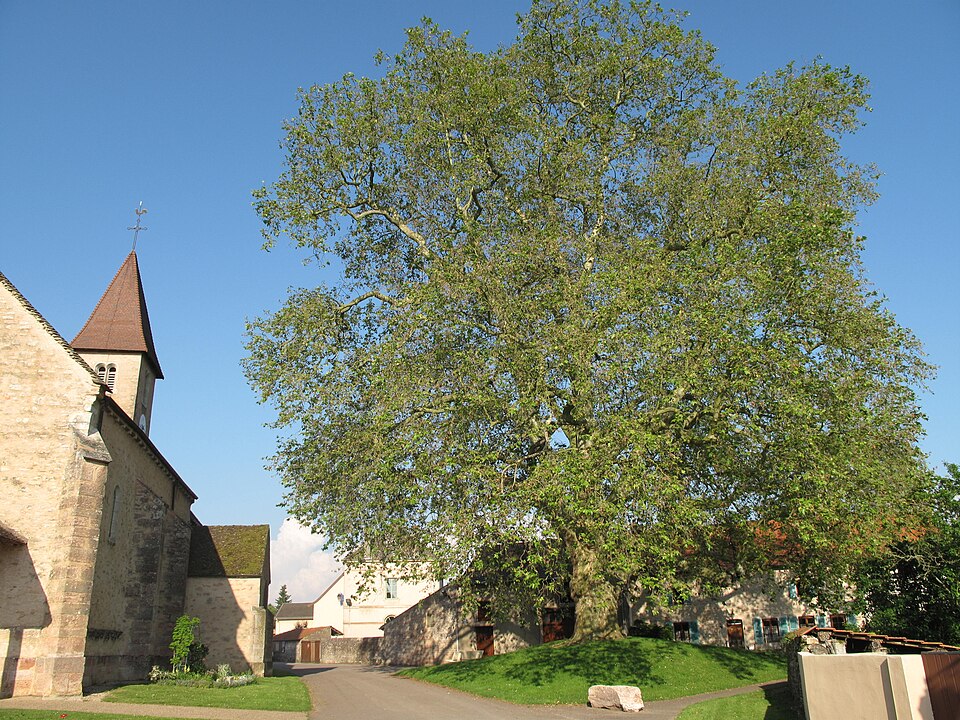 Church and platanus in Préty