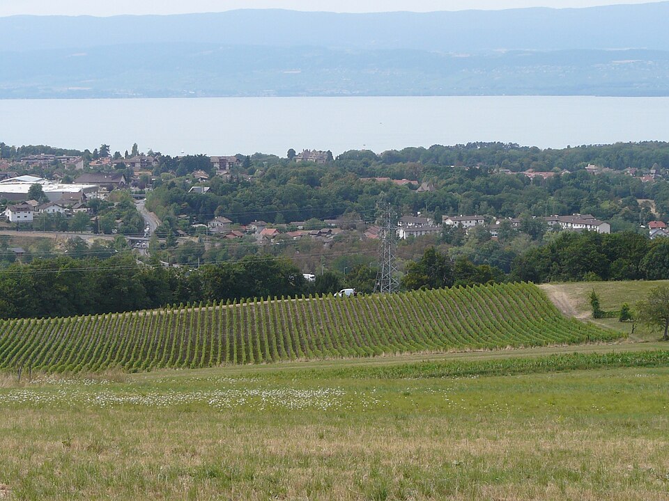 Vignoble de Marin 01