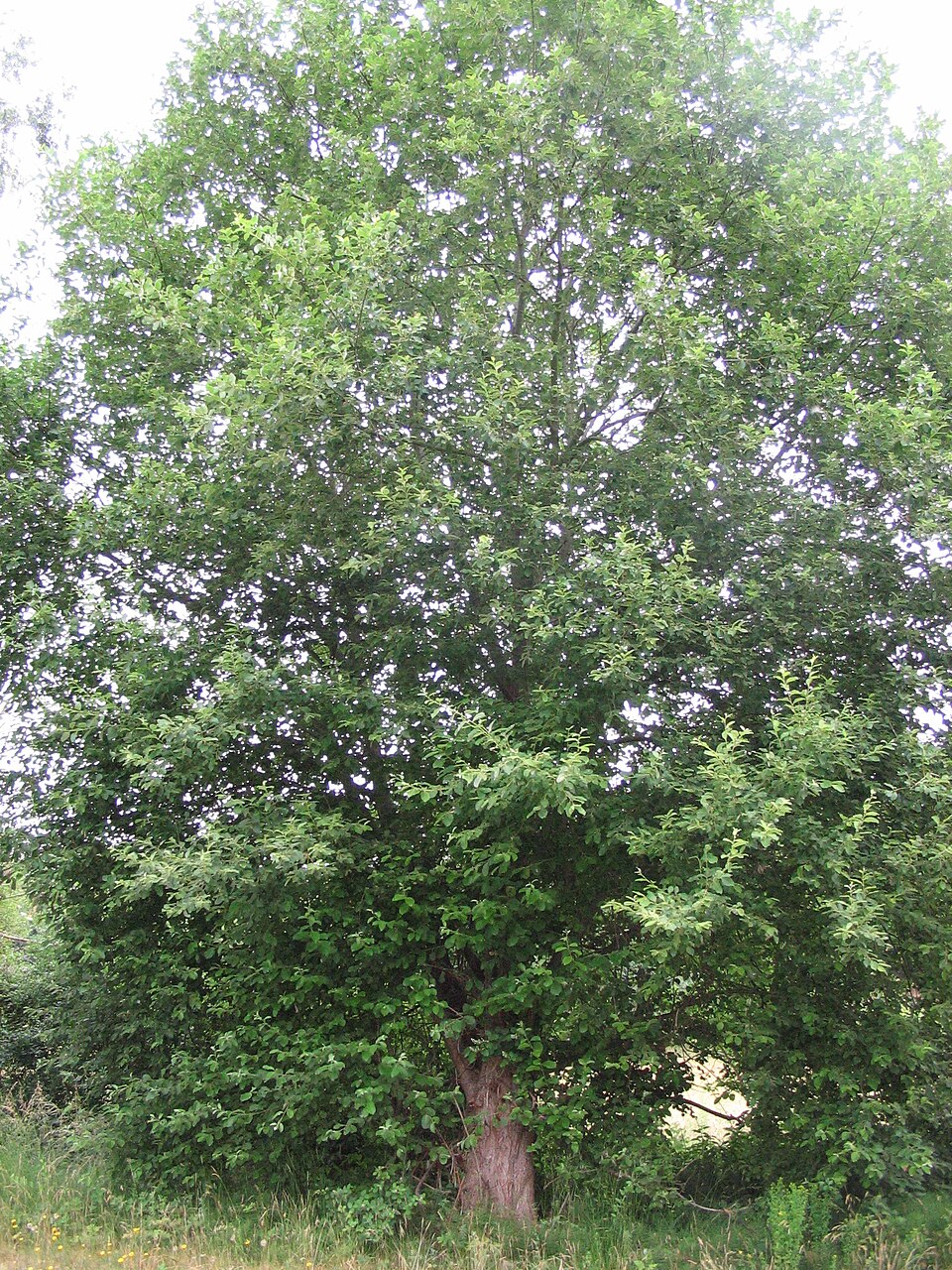 Saule (Salix aurita), Saint — Aubin — le — Cauf, France — 20100703 — 01