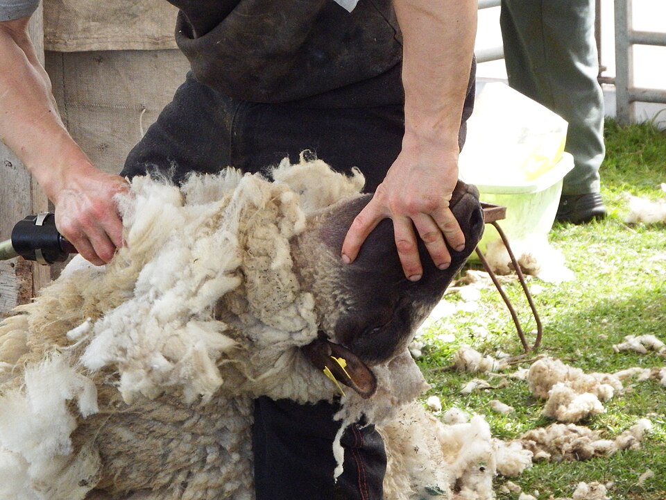 Ponthoile, 80 — Fr, Tonte des moutons