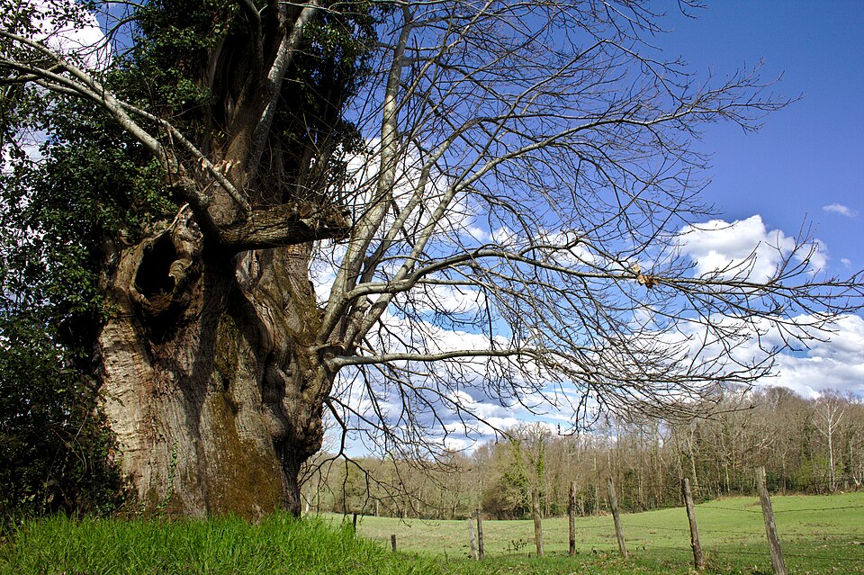 Châtaigner Petit Jean (Avril 2016)
