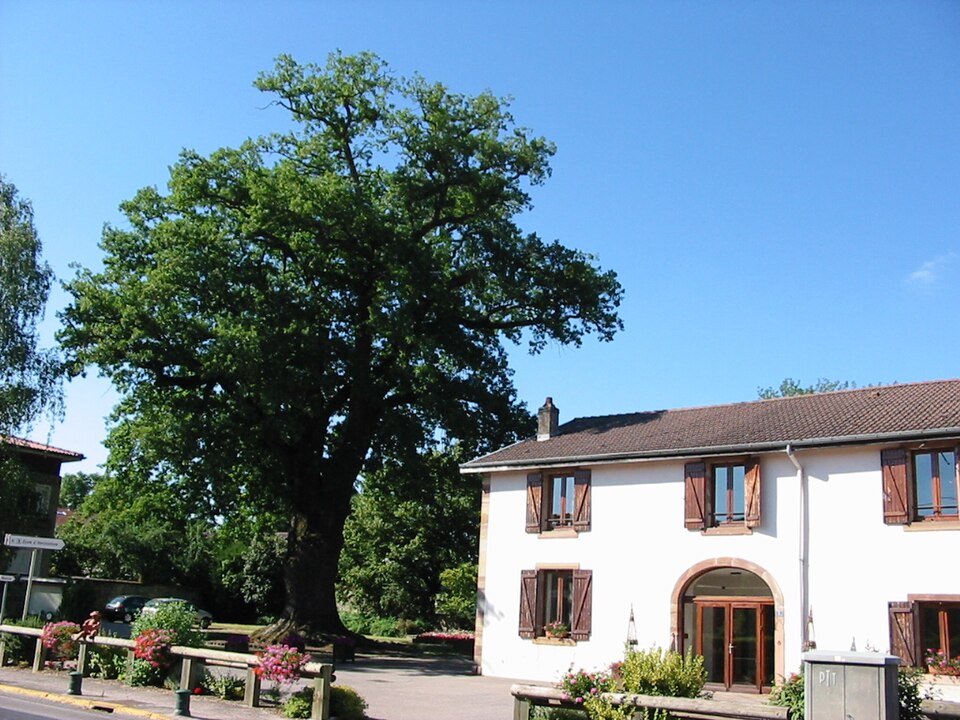Roville 88 le vieux chêne