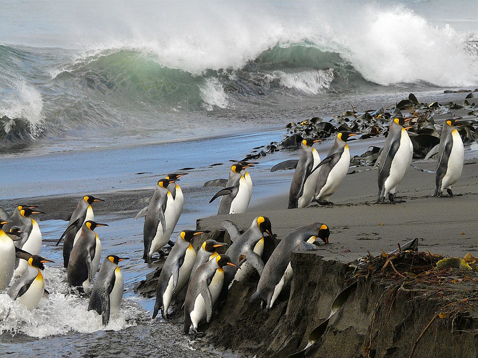 Vagues et manchots à l'assaut de la plage