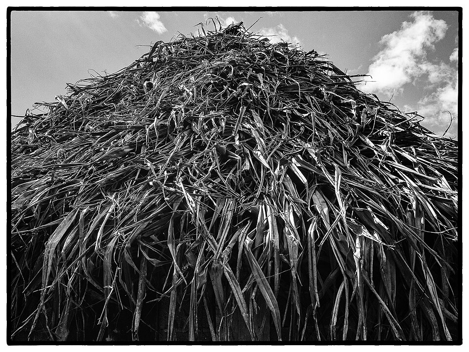 Couverture de feuilles de pandanus d'un fale familial à Vaisei, Sigave, Futuna, 2017